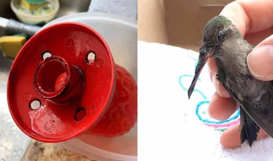 Bebederos de colibries pueden ser letales; veterinario explica los motivos