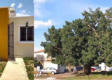 ¿Quieres qué tu casa esté sombreada? este es el árbol ideal que crece muy rápido