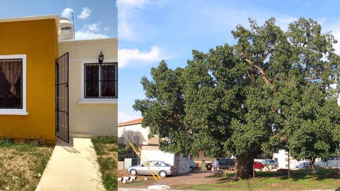 ¿Quieres qué tu casa esté sombreada? este es el árbol ideal que crece muy rápido ¿Quieres qué tu casa esté sombreada? este es el árbol ideal que crece muy rápido