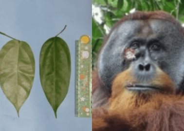 Captan a Orangután curándose herida con plantas; es el primer caso de automedicación en animales