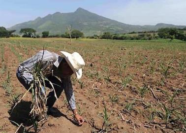 Productores agrícolas de Sonora confían en buena temporada de lluvias