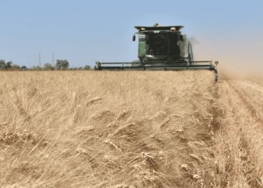 Afecta economía crisis del campo