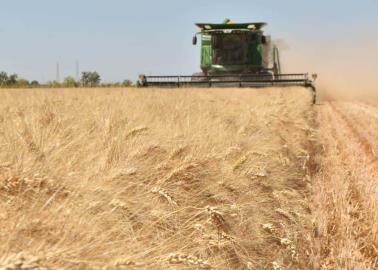 Productores, sin dinero para cosechar: Campoy