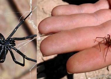 ¿Viste una araña negra en tu casa? Así puedes saber si es venenosa o no