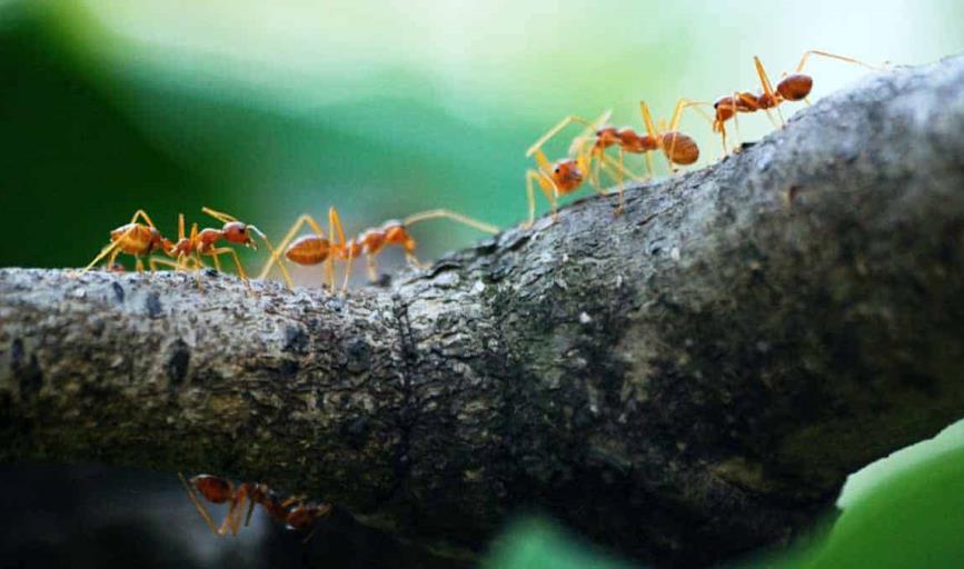 ¿En tu casa hay plaga de hormigas? a través de este truco puedes acabar con ellas
