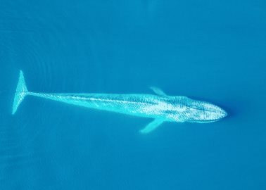 Animal desaparecido en 1929 vuelve a ser visto en el mar patagónico