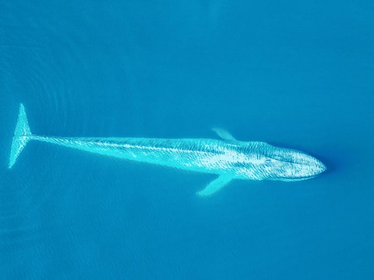 animal-desaparecido-f3a2a5ef-focus-0-0-732-549