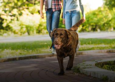 &iquest;Cu&aacute;les son las consecuencias si no sacas a pasear a tu perro? Esto sabemos