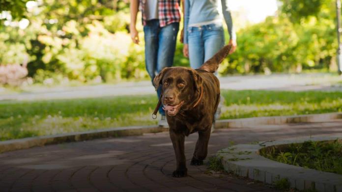 quemas más calorías paseando a un perro