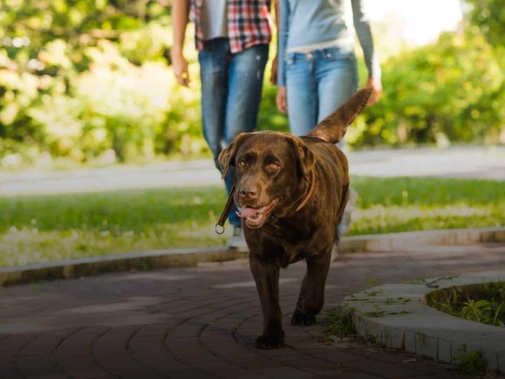 Diario del Yaqui - ¿Cuáles son las consecuencias si no sacas a pasear a tu  perro? Esto sabemos