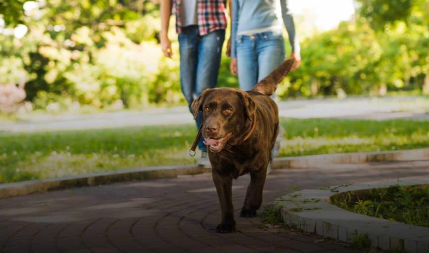 ¿Cuáles son las consecuencias si no sacas a pasear a tu perro? Esto sabemos