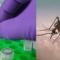 En Cajeme sin casos de dengue: Secretaría de Salud