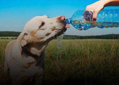 Ola de calor: Estos son los síntomas de un perro ante un golpe de calor