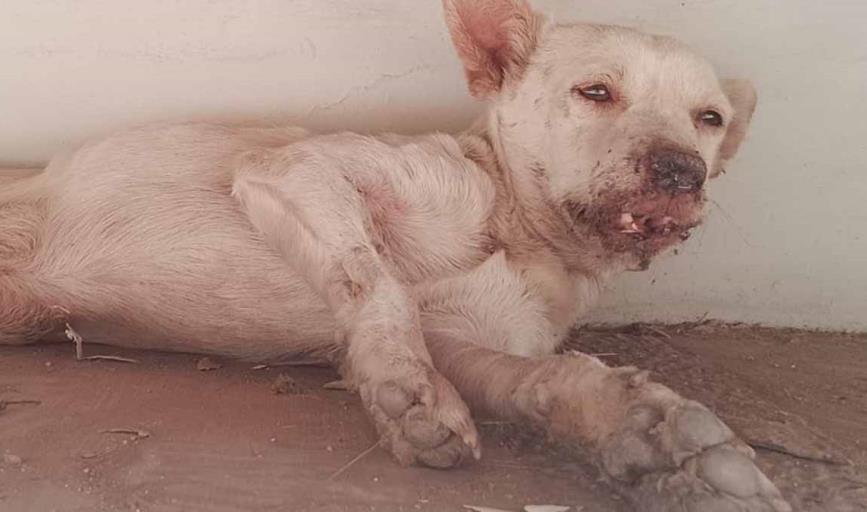 La asociación de Rescate Animal de Cajeme busca hacer conciencia ante atropellamientos de perros
