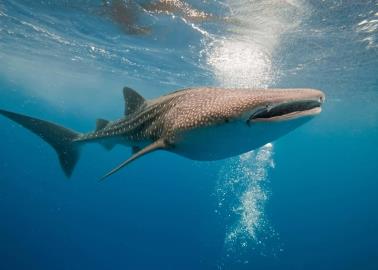 Avistan a tres tiburones ballena en Bahía de Kino, Sonora