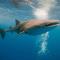Avistan a tres tiburones ballenas en Bahía de Kino, Sonora