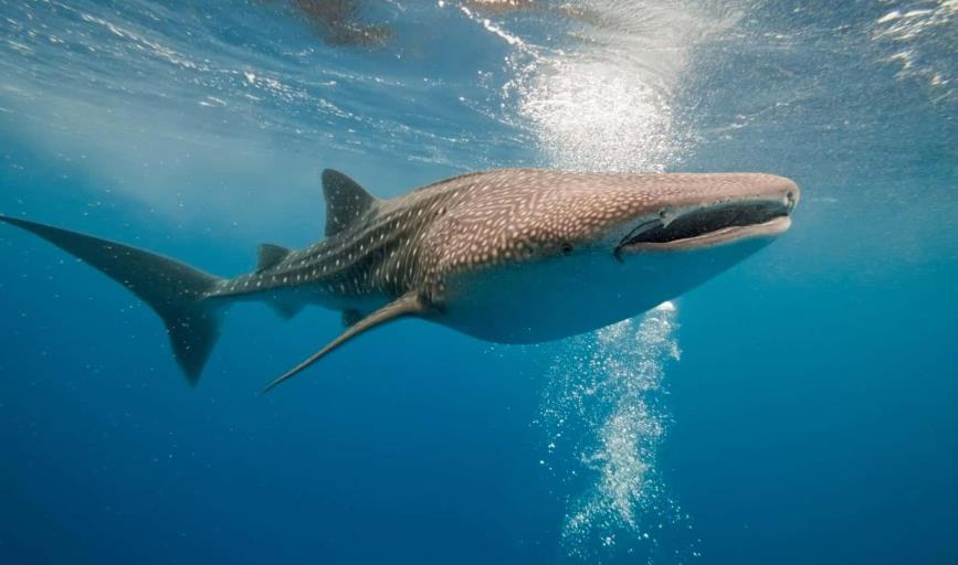 Avistan a tres tiburones ballena en Bahía de Kino, Sonora