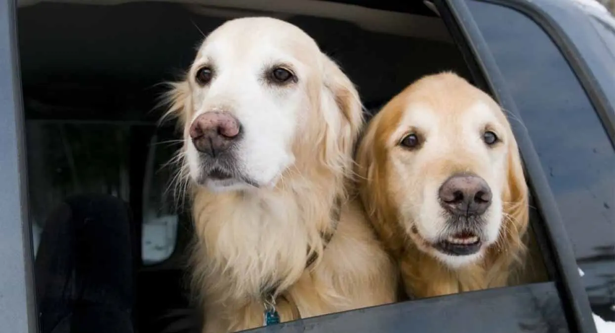 ¿Te pueden multar por transitar con tu perro arriba del carro? Esto sabemos