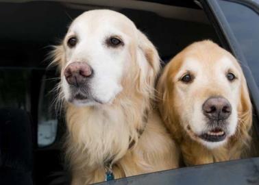 ¿Te pueden multar por transitar con tu perro arriba del carro? Esto sabemos