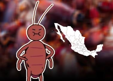 Alertan por la presencia de la supercucaracha en México; resiste cinco tipos de pesticidas