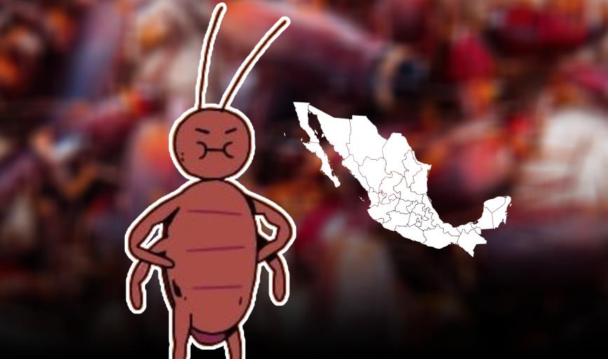 Alertan por la presencia de la supercucaracha en México; resiste cinco tipos de pesticidas