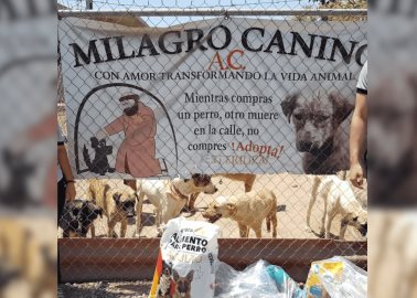 Milagro canino suspende apoyos