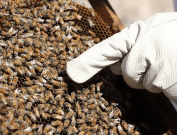 Suman más de 120 picados por abejas