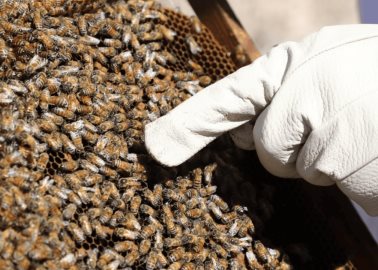 Suman más de 120 picados por abejas