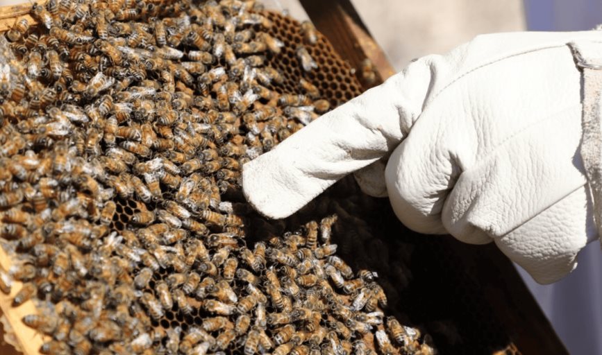 Suman más de 120 picados por abejas