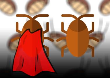 Supercucaracha en México: ¿Cómo diferenciarla de la cucaracha común?