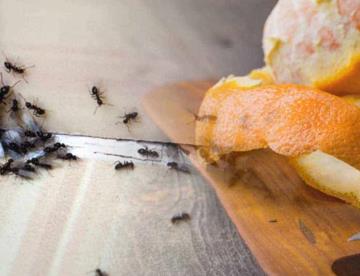 Con este truco casero puedes acabar con las hormigas de tu hogar