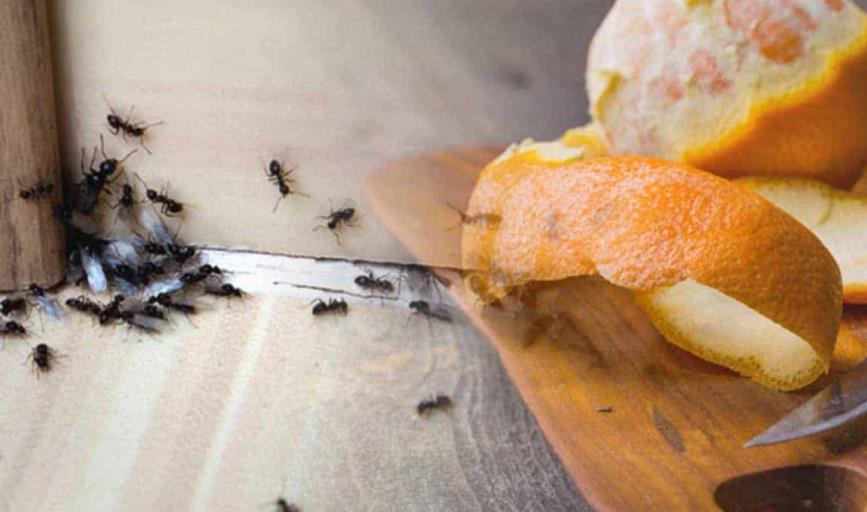 Con este truco casero puedes acabar con las hormigas de tu hogar