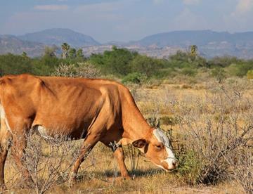Por esta causa la ganadería en Sonora está en riesgo de desaparecer
