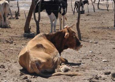 Sector ganadero: este es el precio de una paca de alfalfa en el Valle del Yaqui debido a la sequía