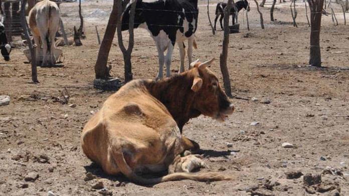 Sector ganadero: este es el precio de una paca de alfalfa en el Valle del Yaqui debido a la sequía Sector ganadero: este es el precio de una paca de alfalfa en el Valle del Yaqui debido a la sequía