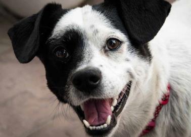 Así puedes saber si tu perro está deshidratado en esta época de calor