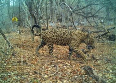 Avanza censo del jaguar en Álamos