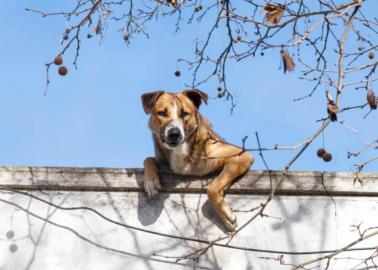 Ola de calor: Esta es la multa por dejar a un perro en la azotea en México