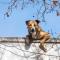 Ola de calor: Esta es la multa por dejar a un perro en la azotea en México