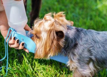 Mascotas: Estas son las bebidas que NO debes darle a tu perro ante el intenso calor