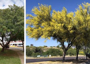 Arboles nativos de Sonora que puedes sembrar para disminuir el calor