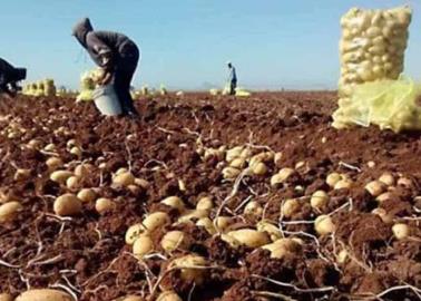 Genera horticultura empleo en Sonora