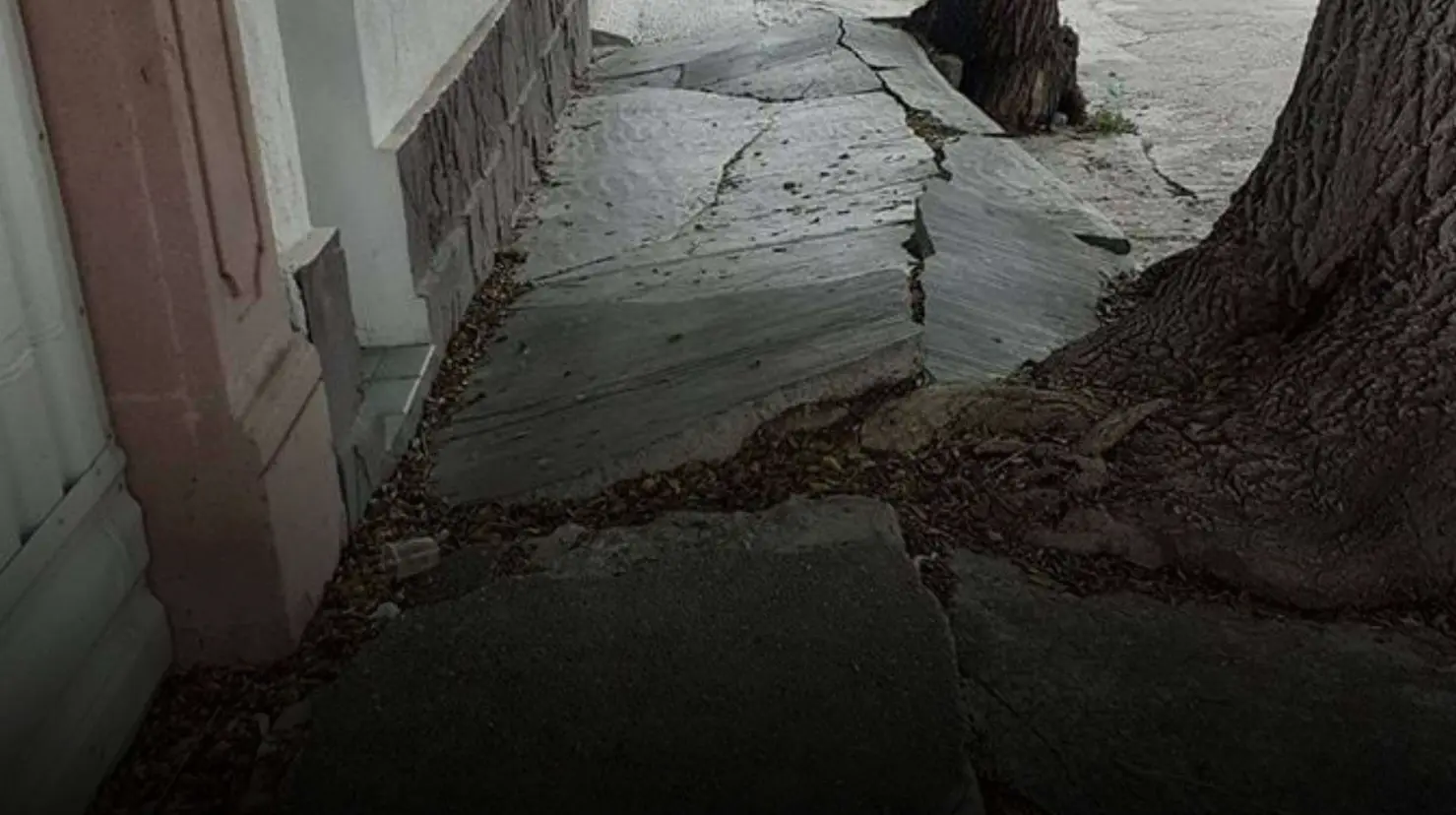 ¿Quién debe reparar la banqueta frente a tu casa si la levanto un árbol? Esto dice la ley