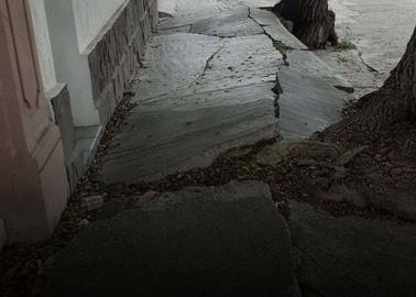 ¿Quién debe reparar la banqueta frente a tu casa si la levanto un árbol? Esto dice la ley