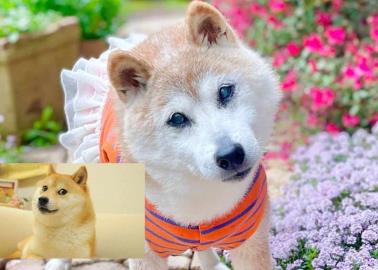 Fallece Kabosu, la perrita detrás del icónico meme de "Doge"