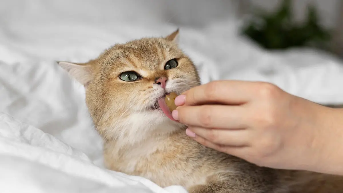 Mascotas: ¿Por qué los gatos aman las aceitunas? Estos son los beneficios que les aportan