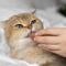 Mascotas: ¿Por qué los gatos aman las aceitunas? Estos son los beneficios que les aportan