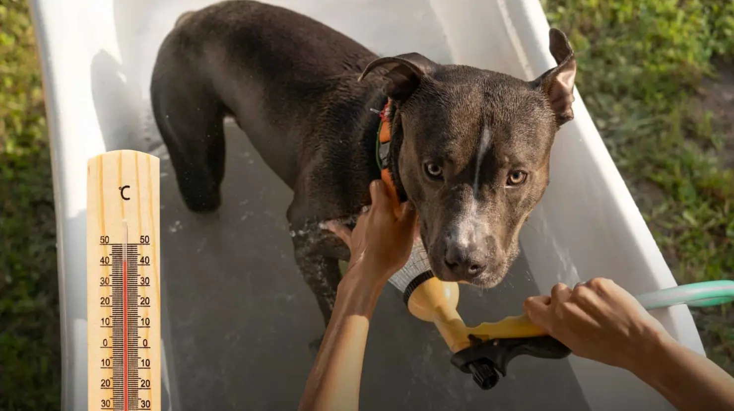 ¿Cómo actuar ante un golpe de calor en animales? Esto sabemos