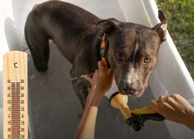 ¿Cómo actuar ante un golpe de calor en animales? Esto sabemos