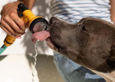 Mascotas: Así puedes refrescar a tu perro para que no sufra un golpe de calor